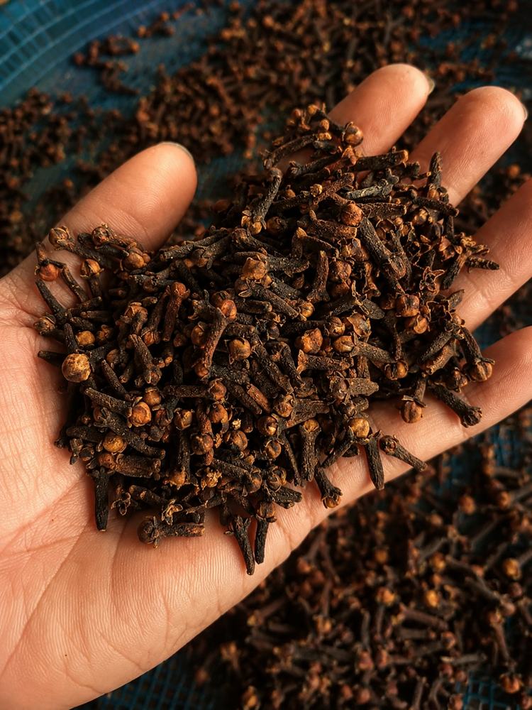 Whole dried cloves held in hand