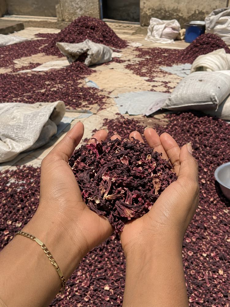 Dried hibiscus flowers held in hand at a Nigerian drying yard
