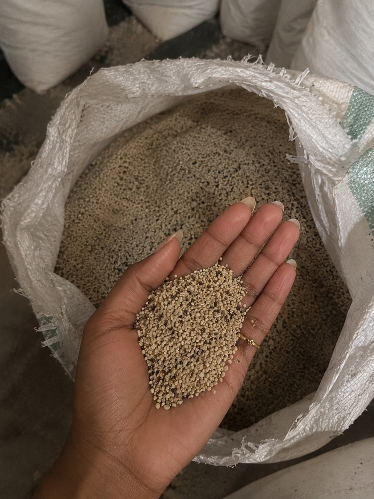 Sesame seeds held in hand above a filled sack