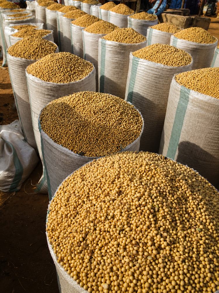 Sacks of soybeans at an aggregation yard
